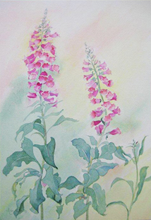 Foxgloves, Watercolour by Hazel Barclay
