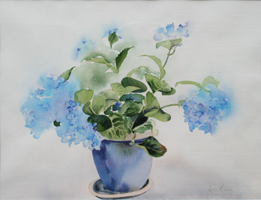blue hydrangeas