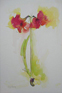 Amaryllis watercolour by Hazel Barclay
