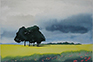 Lily and Rapeseed, watercolour by Hazel Barclay