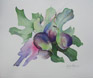 Figs, Watercolour by Hazel Barclay