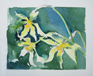Narcissus watercolour by Hazel Barclay